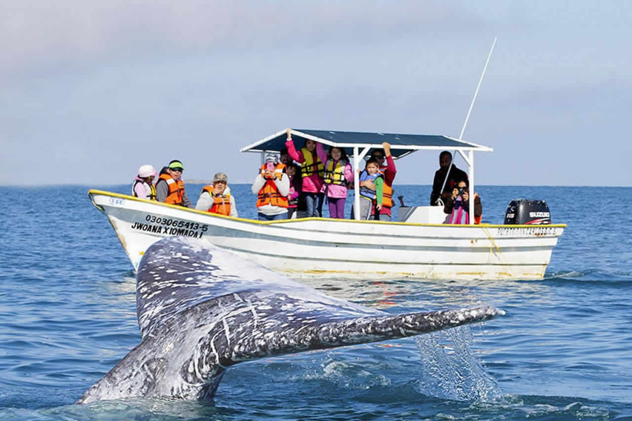 tour-avistamiento-de-ballenas-puerto-vallarta