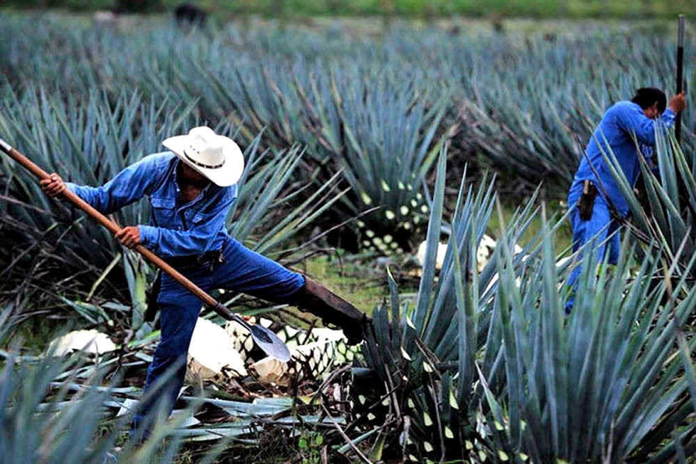 Tequila: Un Pueblo Mágico Muy Mexicano
