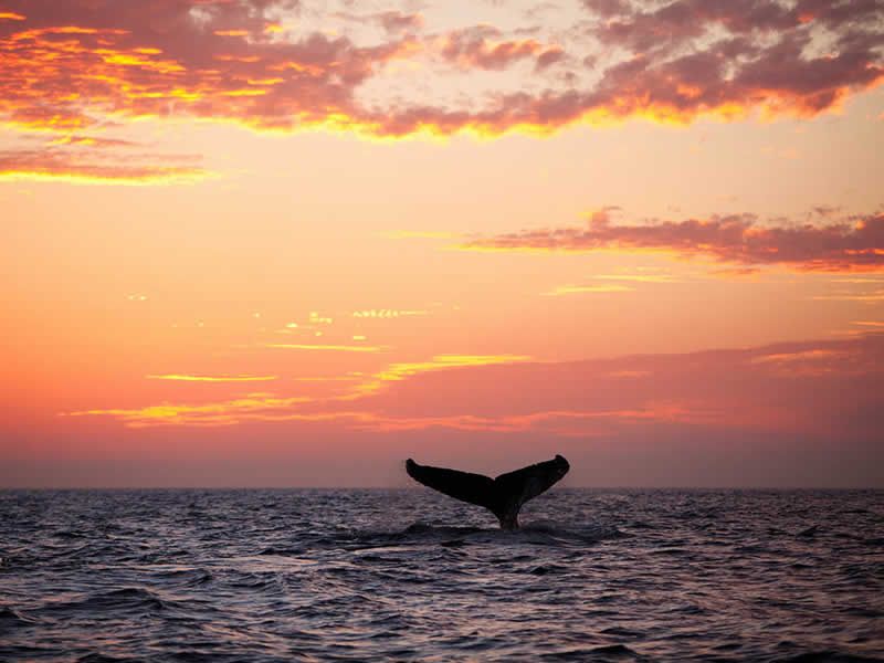 Tour de Avistamiento de Ballenas en Puerto Vallarta
