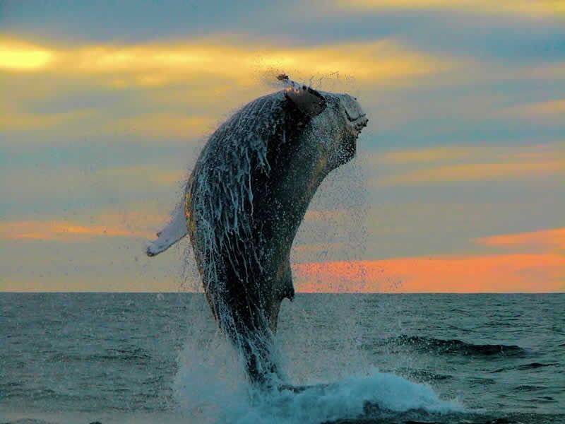 Los Mejores Tours en Puerto Vallarta | Aventura, Ecoturismo y Diversión para Todos