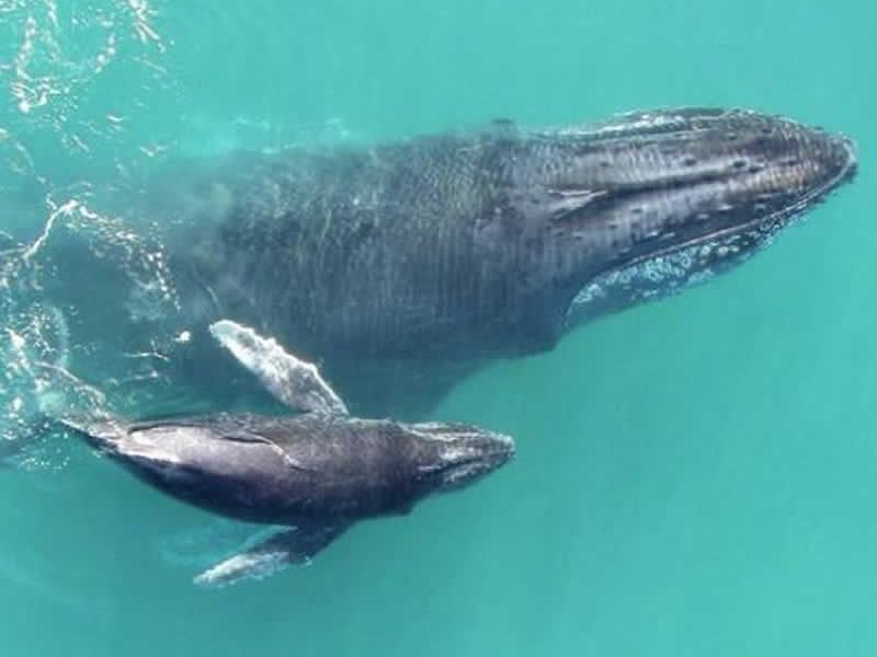 Tour de Avistamiento de Ballenas en Puerto Vallarta