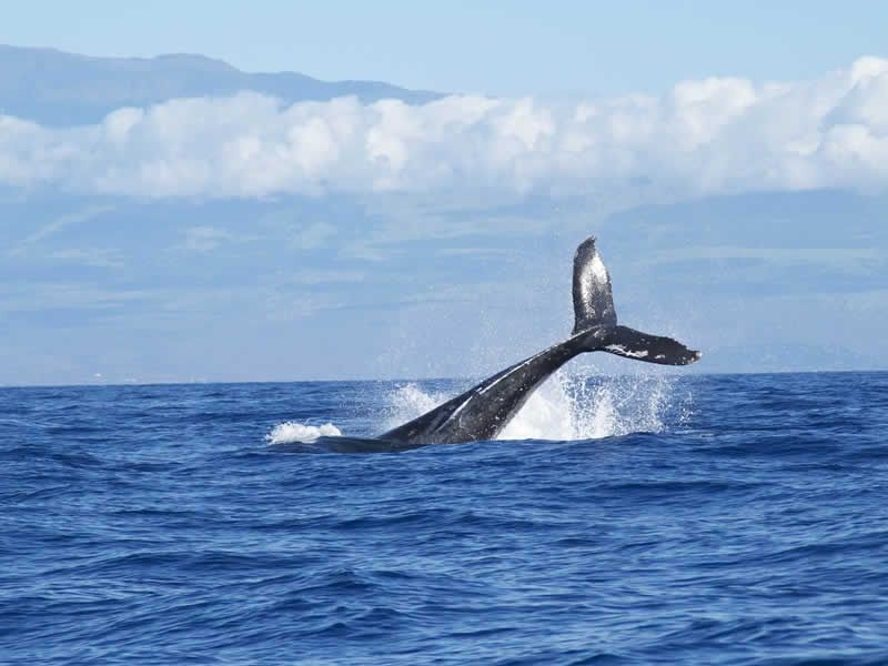 Tour de Avistamiento de Ballenas en Puerto Vallarta