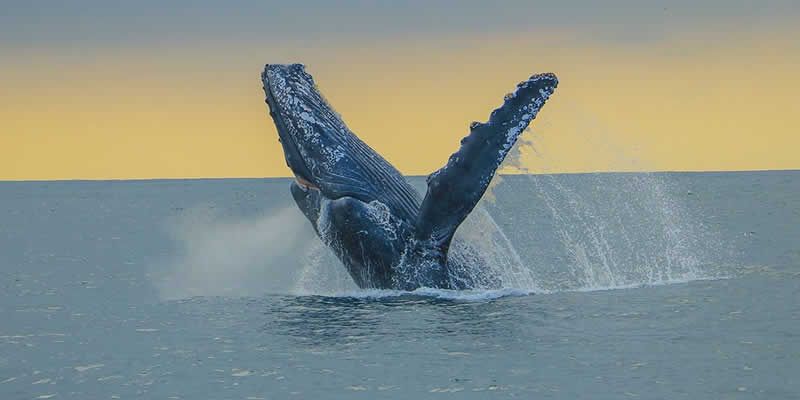 Tour de Avistamiento de Ballenas en Puerto Vallarta