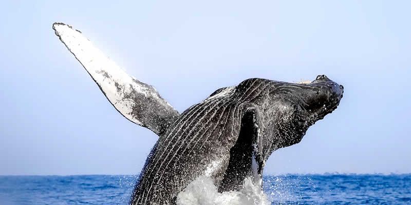 Tour de Avistamiento de Ballenas en Puerto Vallarta