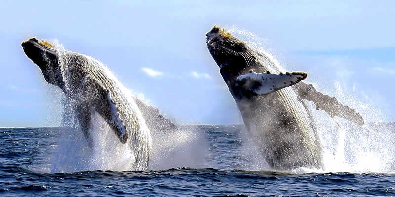 Tour de Avistamiento de Ballenas en Puerto Vallarta