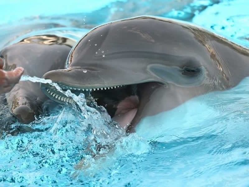 Tour en ATV por el Río Cuale – Puerto Vallarta