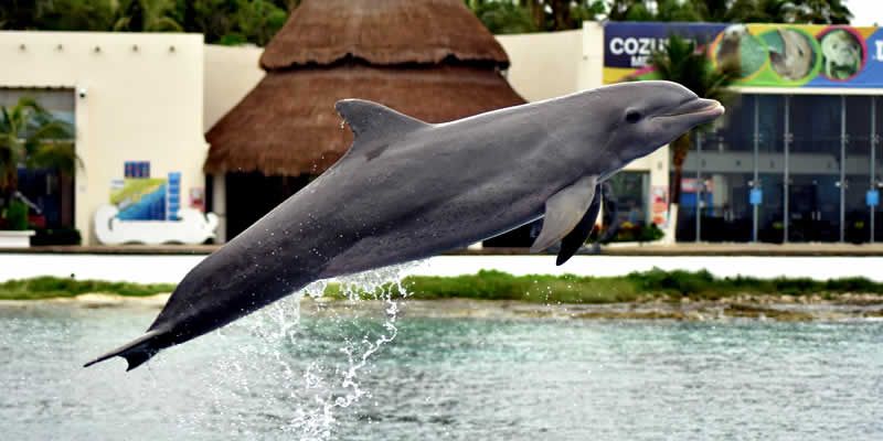 Tour en ATV por el Río Cuale – Puerto Vallarta