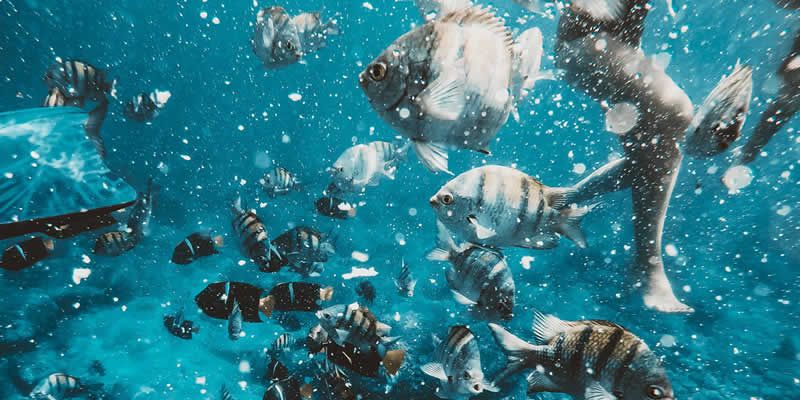 Tour en Barco Pirata Tierra de Piratas | Puerto Vallarta