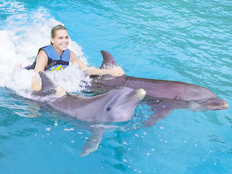 Swim Adventure en Puerto Vallarta | Nado con Delfines y Aventura Marina
