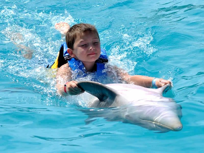 Swim Adventure en Puerto Vallarta | Nado con Delfines y Aventura Marina