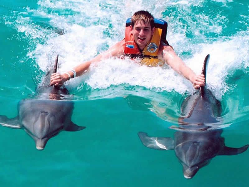 Swim Adventure en Puerto Vallarta | Nado con Delfines y Aventura Marina
