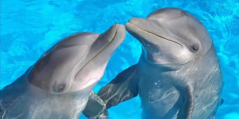 Swim Adventure en Puerto Vallarta | Nado con Delfines y Aventura Marina